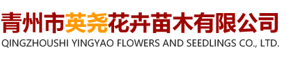 青州市英尧花卉苗木有限公司